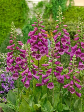 Naparstnica rose virtuosa purpurea