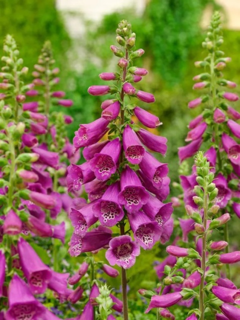 Naparstnica rose virtuosa purpurea