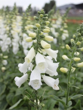 Naparstnica white virtuosa purpurea