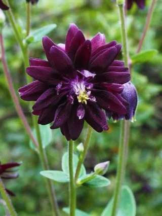 Orlik black barlow