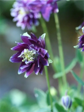 Orlik christa barlow vulgaris