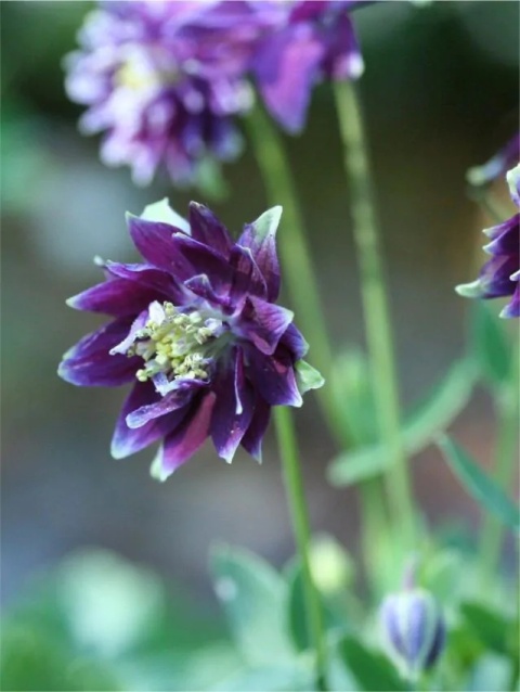 Orlik christa barlow vulgaris