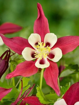 Orlik crimson star