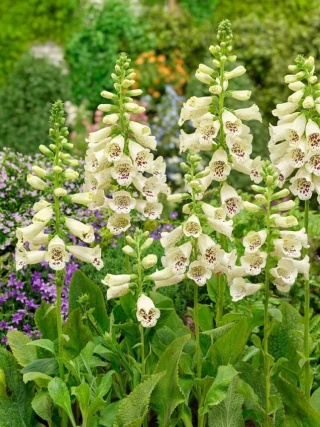 Naparstnica cream virtuosa purpurea