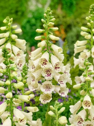 Naparstnica cream virtuosa purpurea