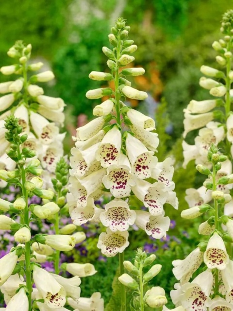 Naparstnica cream virtuosa purpurea