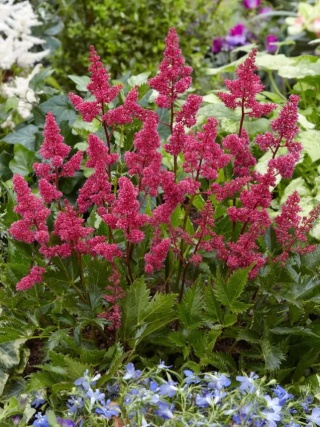 Tawułka bonn japonica