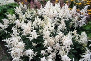 Tawułka deutschland japonica