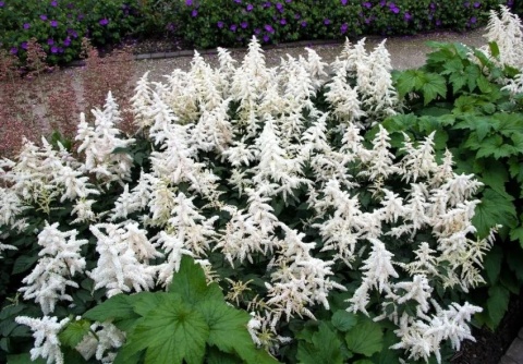 Tawułka deutschland japonica
