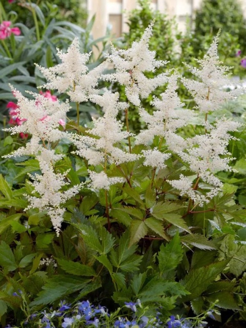 Tawułka deutschland japonica