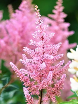 Tawułka europa japonica