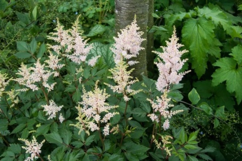 Tawułka peach blossom