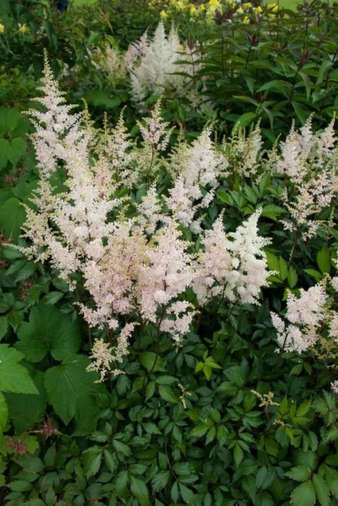 Tawułka peach blossom