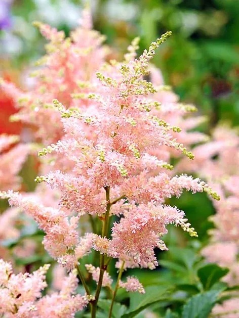 Tawułka peach blossom