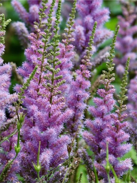 Tawułka purple glory chinensis