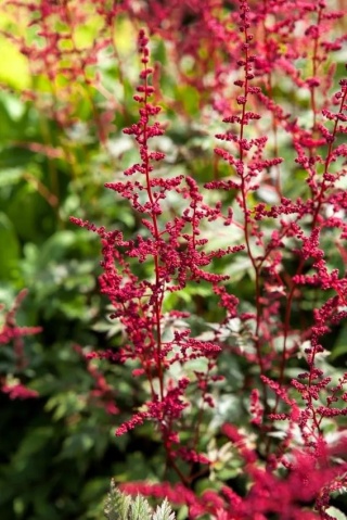 Tawułka red sentinel japonica