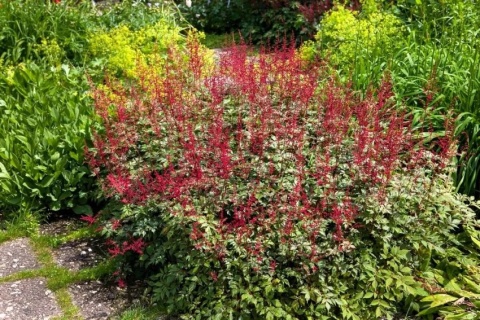Tawułka red sentinel japonica