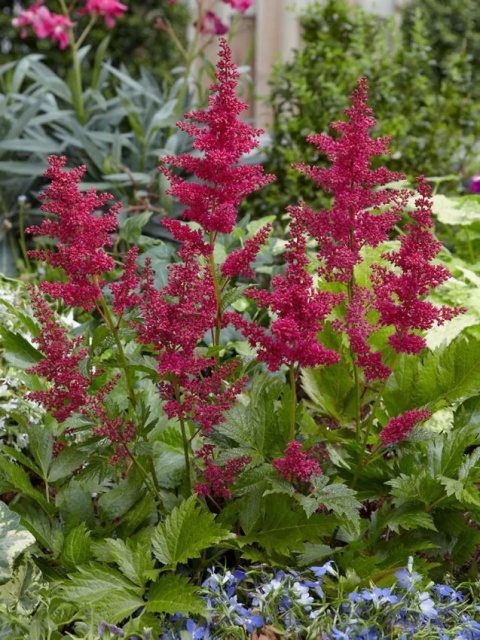 Tawułka red sentinel japonica