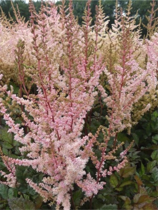 Tawułka spotlight chinensis